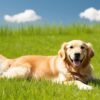 Keep fleas and ticks away naturally